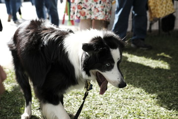 Border Collie 2