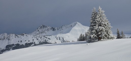 Winter scene near Gstaad, Switzerland. Snow covered firs and mount Lauenenhorn.
