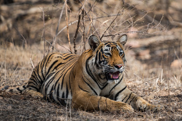 Fototapeta na wymiar Tigress From Ranthambore National Park, India