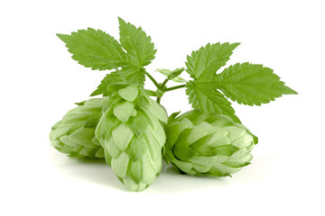 hop cones with leaf isolated on white background close-up