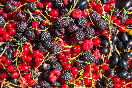 Fresh berries of blackberries, raspberries, red currant and blackcurrant for background