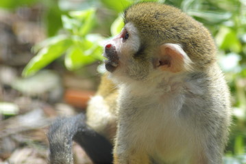 Cute Monkey