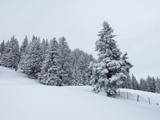 Fir forest after new snowfall. Winter scene.
