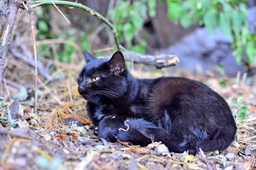 Cat sitting on the alley