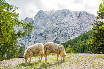 Fototapeta premium Pair of sheep grazing in the mountains.