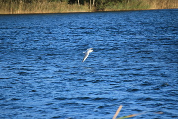 Möwe gleitet durch die Luft über dem See