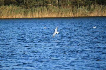 Möwe gleitet durch die Luft über dem See