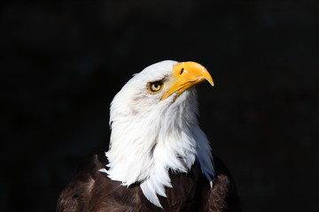 Weißkopfseeadler