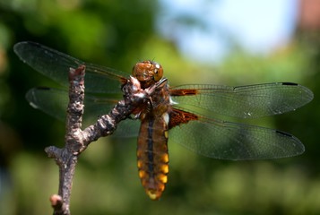 One dragonfly on the branch