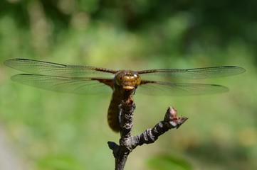 One dragonfly on the branch