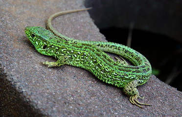 Lizard