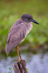 Juvenile Yellow-crowned Night Heron