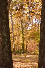Fototapeta premium Tree, Virginia Beach, botanical garden, autumn