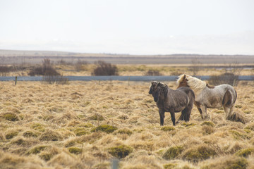 Caballos islandeses