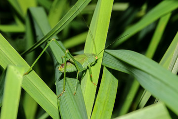 Larve des Großen Heupferdes, Laubheuschrecke,Ettigonia viridissima