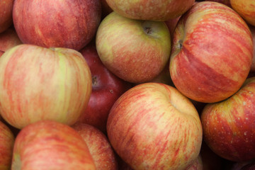 Macintosh Apples