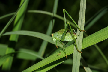 Larve des Großen Heupferdes, Laubheuschrecke,Ettigonia viridissima