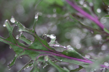 Water Droplets on Leaf