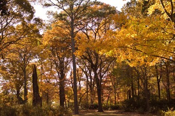 Tree, Virginia Beach, botanical garden, autumn