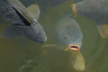pink mouthed fish coming to surface 