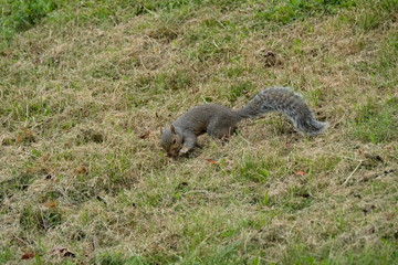 Squirrel in grass