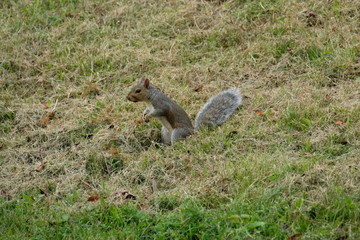 Squirrel in grass