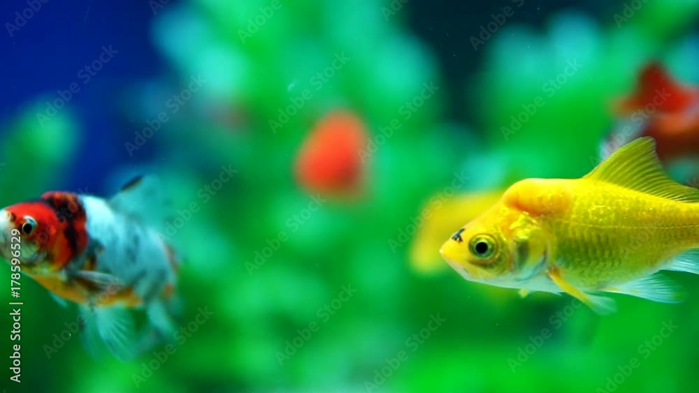 Wall mural Slow Motion Goldfish Fish Swimming In Aquarium - Wall murals