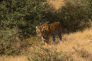 Fototapeta na wymiar Wild rare Indian Tiger Ranthambore