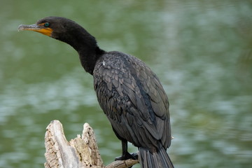 Cormorant on a pond