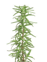 rosemary twig isolated on white background close-up