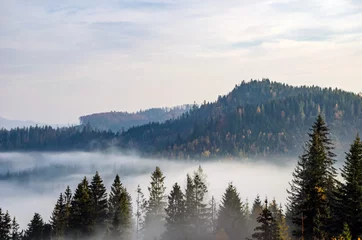 Afwasbaar Fotobehang Mistig bos Mistige ochtend in de Oekraïense Karpaten in het herfstseizoen