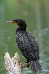 Cormorant on a pond