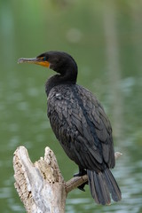 Cormorant on a pond