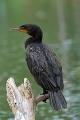 Cormorant on a pond