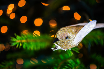 Obraz premium Christmas Robin Bird on the Xmas Tree