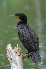 Cormorant on a pond