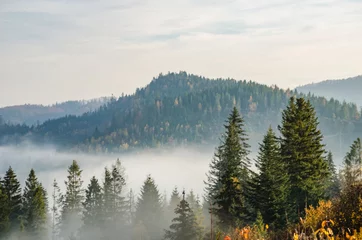 Papier Peint photo Lavable Forêt dans le brouillard Foggy morning in the Ukrainian Carpathian Mountains in the autumn season