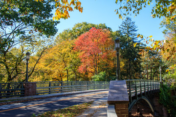 Bridge with Fall Foliage - obrazy, fototapety, plakaty