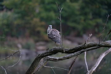 Juvenile heron