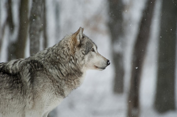 Timber Wolf Alert