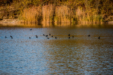 Dans le Grand Parc de Miribel Jonage à l'automne