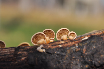 Group of small mushrooms on tree.