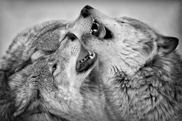 Photo sur Plexiglas Loup Le choc des loups des bois