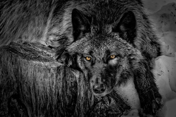 Black Wolf On Stump - 178599737