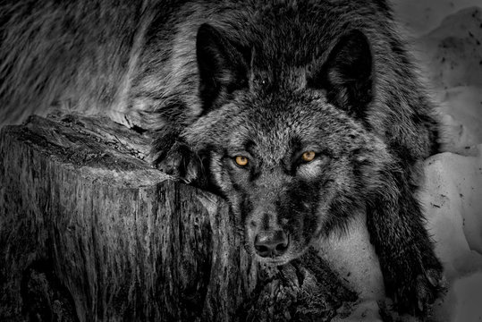 Black Wolf On Stump