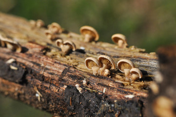 Group of small mushrooms on tree.