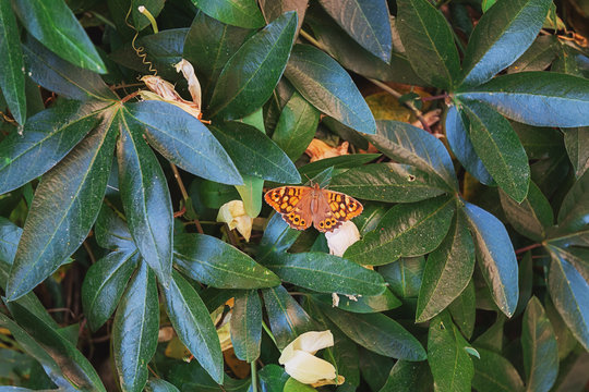 Butterfly cherish the sun on the leaves of a shrub