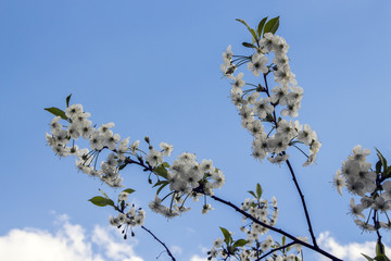 Flowering branch cherry