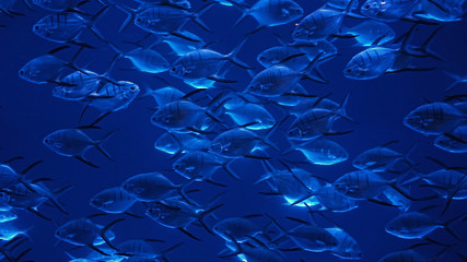 Fish School Rush Hour 