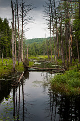 Obraz premium Up Stream